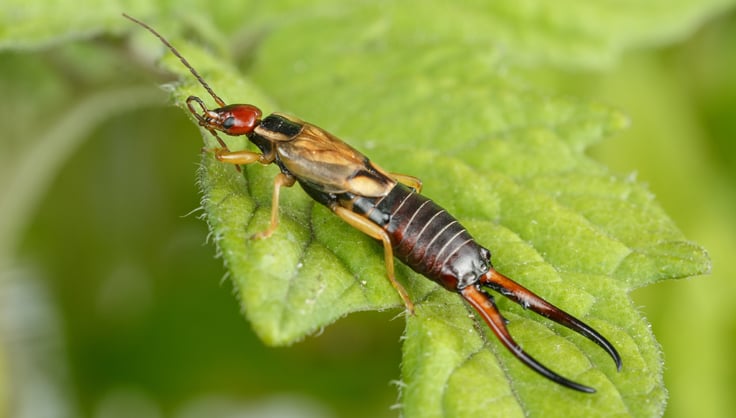  Earwig on a leaf