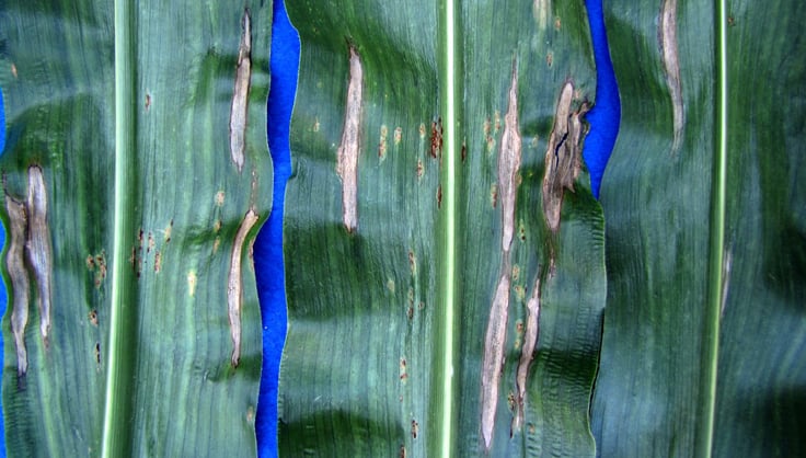 Corn Leaf Blight