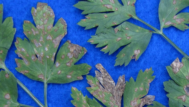 Septoria on parsley leaf