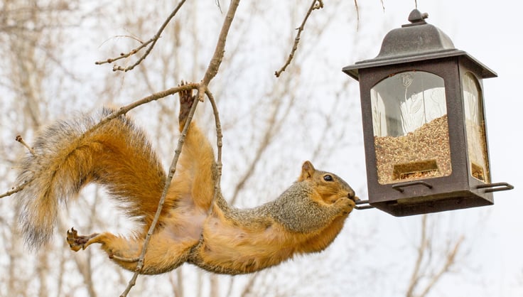  Squirrel hanging from branch and eating out of birdfeeder