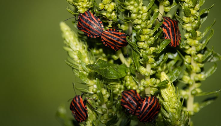  Harlequin Bug