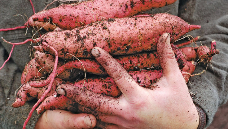 Potato Grow Bag - Kind Cooking