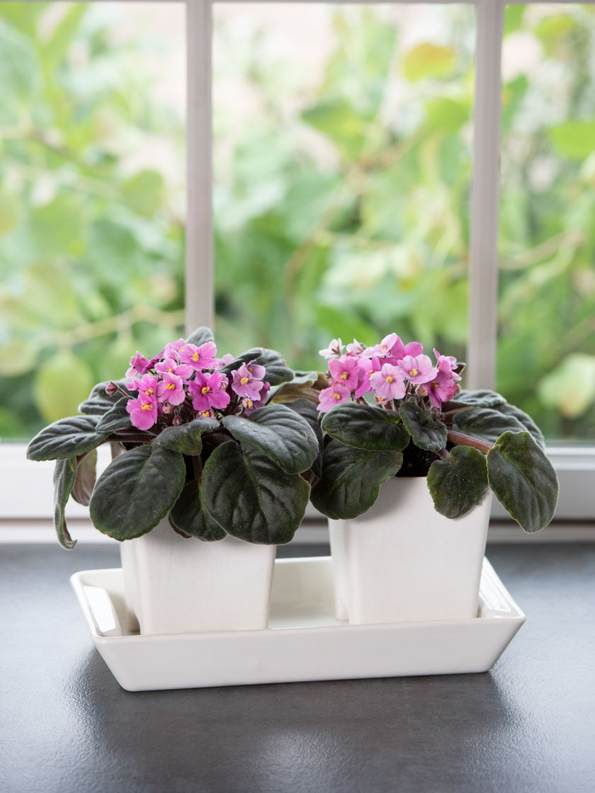 African violets growing indoors 