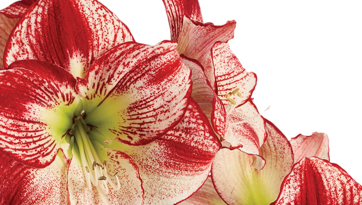 Close up of Flamenco Queen Amaryllis Bloom