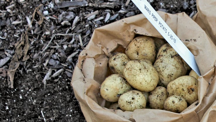 Ceramic Iron Garlic Egg Storage Basket Container Potato Sundries