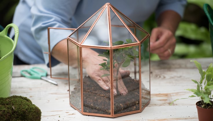 The BEST Step-by-Step Guide for Making a Terrarium!