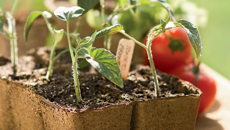 Tomato seedlings in Cowpots