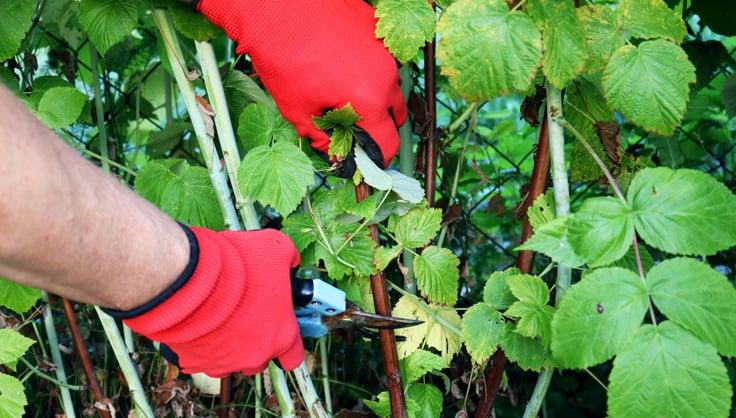 Gardener's Supply Company Pocket Pruners