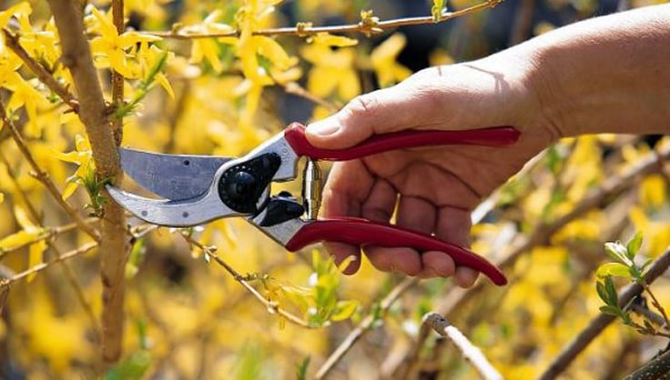 The Gardener's Friend Pruning Snips, Lightweight and Small Pruners For  Light Gardening, Great for Deadheading Flowers and Pruning Light Wood