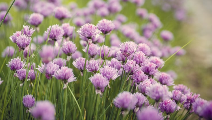 Chive blossoms