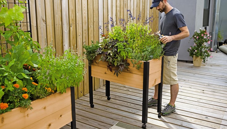 man harvesting herbs growing in standing height garden on a rooftop deck