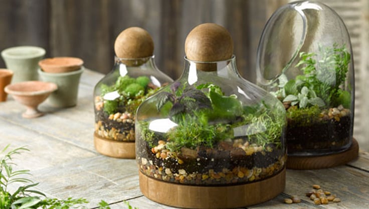 How to Plant a Terrarium - Glass Terrariums - Terrarium Plants