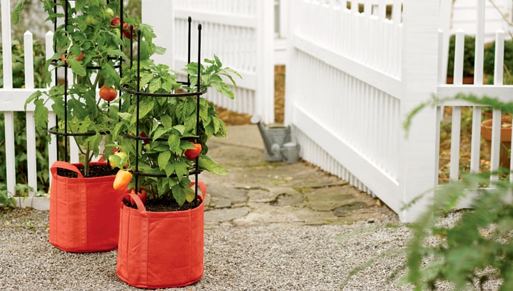 Tips: Tomatoes in Buckets & Grow Bags