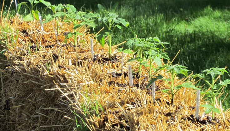 Can You Use Halloween Straw Bales In Your Garden?