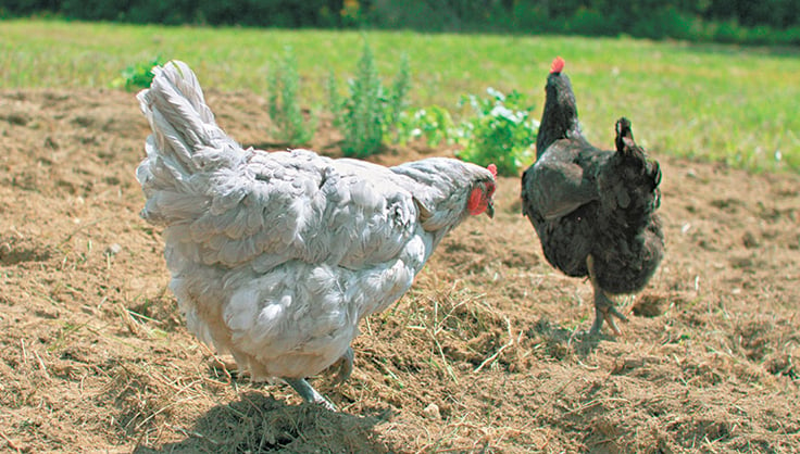 A Bucket of Berries  Chickens in the Road Classic