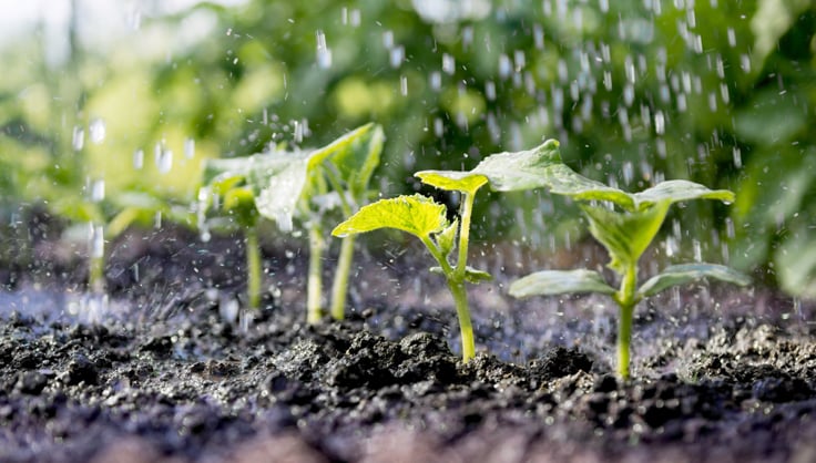 When To Water Your Garden: Garden Watering FAQ