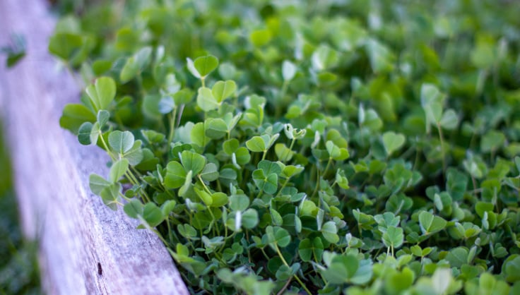 Clover cover crop