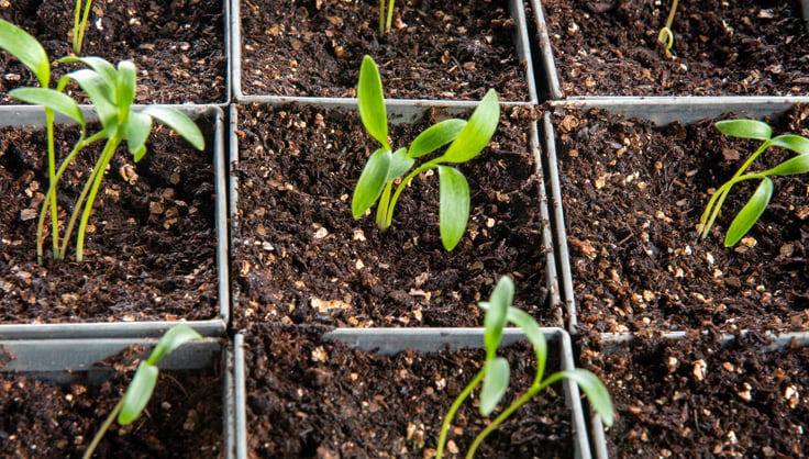 Sili-Seedlings® Seedling Tray 6-Cell