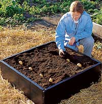 Harvest Bushels Of Potatoes In 9 Sq Ft, How To Plant Potatoes In A Raised Bed Garden