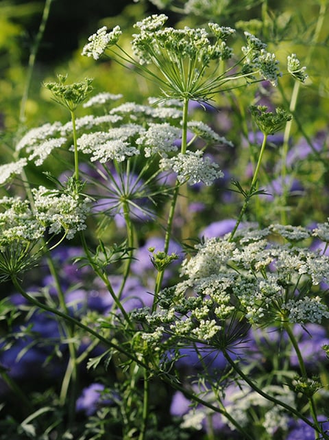 Ammi majus