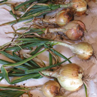 Curing onions
