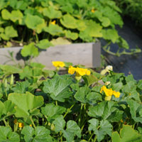 Squash in raised beds