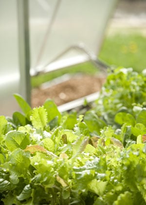 Lettuce growing in greenhouse