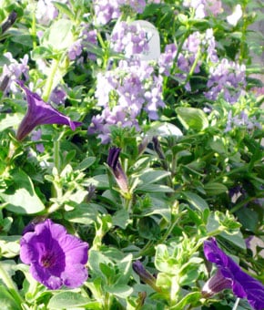 Purple petunias