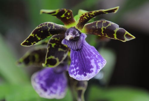 Zygopetalum orchid