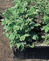 healthy potato plants