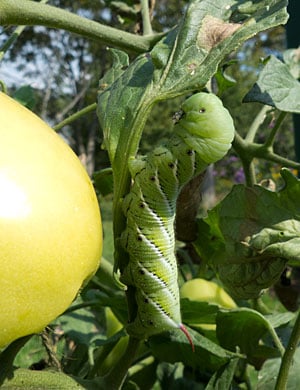 Tomato hornworm