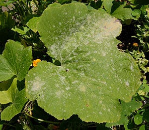 Powdery mildew