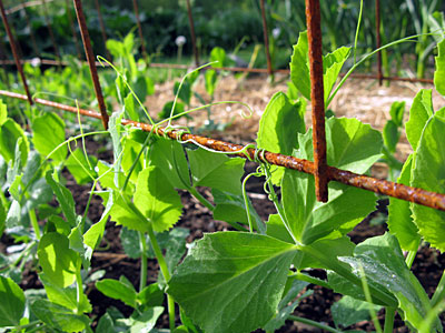 peas growing on a rusty fence