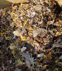 Shredded leaves