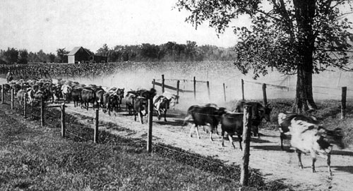 Herd of cows