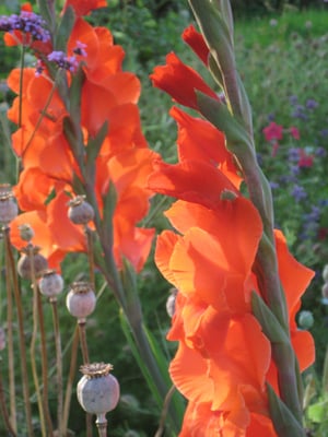 Gladiolus