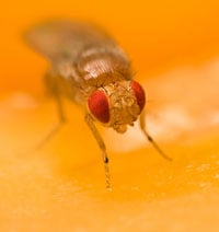 Fruit fly