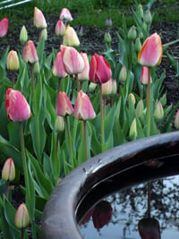 Gudoshnik tulip