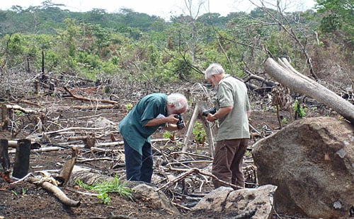 Evaluating the impact of reforestation