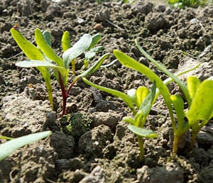 Beet seedlings