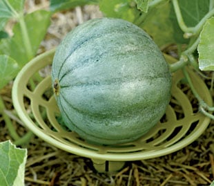 Melon 