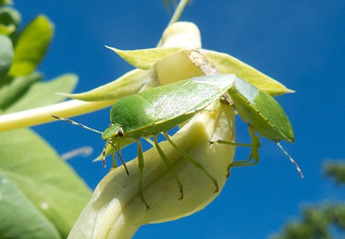 Stinkbugs