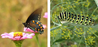 Swallowtail butterfly and larva