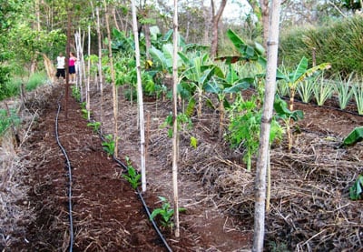 Tropical fruit salad garden