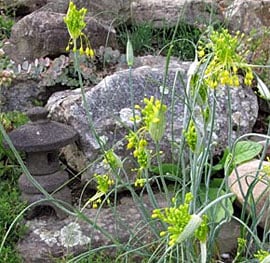 Yellow allium