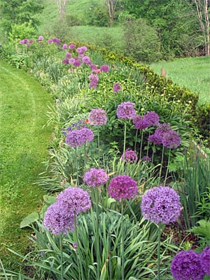 Purple Sensation allium