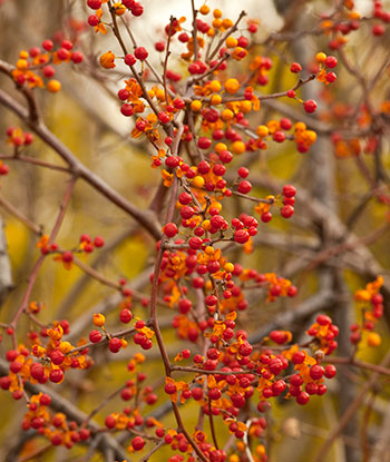 Oriental bittersweet