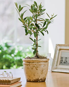 Wilson Potted Olive tree