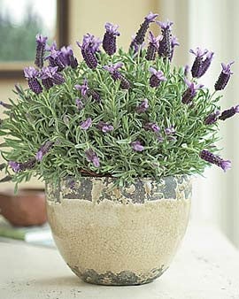 Lavender plant care pot
