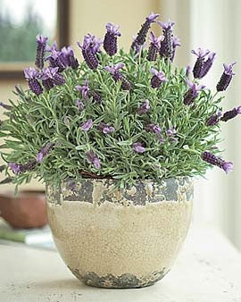 How to Grow Lavender Indoors